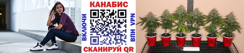 Марихуана планчик  купить  цена  гидра ссылка  Миллерово 